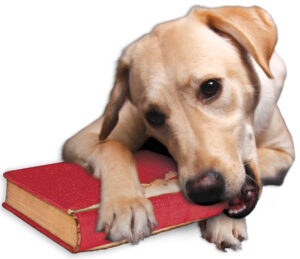Best Jewish Books - dog chewing book